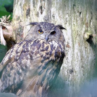 Eurasian Eagle-owl (Bubo bubo), sitting on a branch of a dead spruce in the forest, North