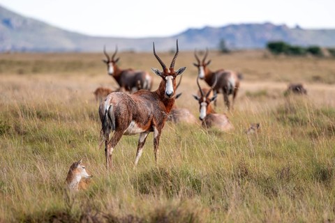 Herd of blesbok (Damaliscus pygargus phillipsi), adult with young, Mountain Zebra National Park,