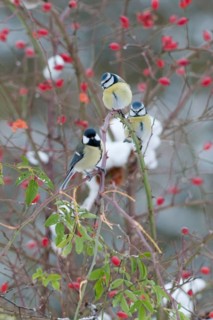 Blue tit, great tit, dog rose, great tit, parus caeruleus, parus major, rosa canina, rosaceae, rose