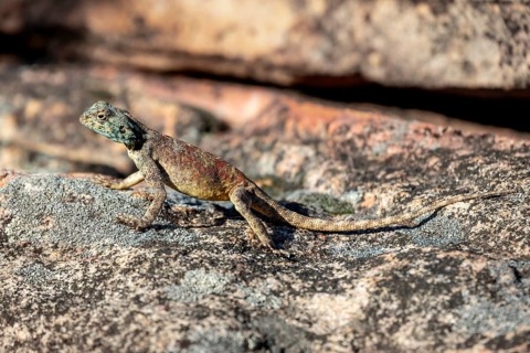 Western rock agama (Agama anchietae), South Africa