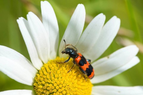 Bee beetle, bee wolf, common bee beetle, immense beetle, immense wolf, trichodes apiarius, beetle,