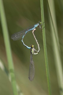 Coenagrion hastulatum, northern damselfly, spearhead flower, spear azurmaid, couple, damselflies,