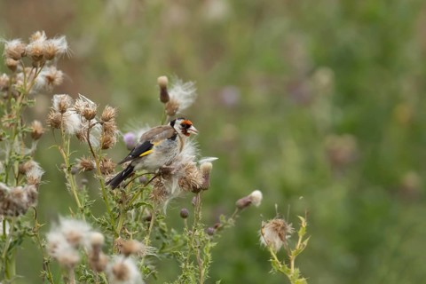 European goldfinch (Carduelis carduelis) adult garden bird feeding on a Creeping thistle (Cirsium