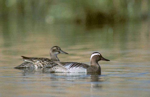 Anas querquedula, garganey, chick duck, spatula querquedula, anatidae, birds, ducks, ducks, ducks,