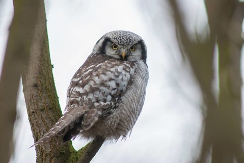 Hawk owl, sparrow owl, surnia ulula, birds, owls, northern hawk owl, owls, strigiformes, birds