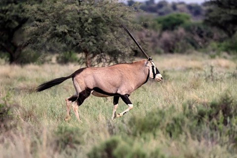 Oryx gazella, South African spikebuck, adult, running, foraging, Mokala National Park, Northern