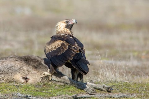 Wedge-tailed Eagle (Aquila audax) young bird on the carcass of a Eastern grey kangaroo (Macropus