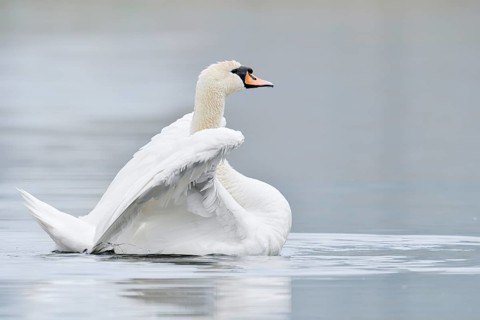 Mute swan (Cygnus olor) flapping its wings, North Rhine-Westphalia, Germany