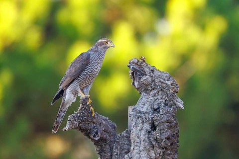 Northern northern goshawk (Accipiter gentilis), Autour des palombes, Hides De Calera / Goshawk