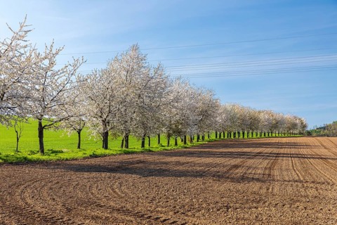 Green field path with cherry trees (prunus) in blossom, avenue, Rammenau, Saxony, Germany