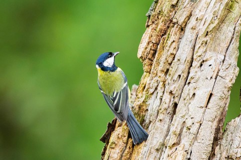 Great tit (Parus major) sitting on an old wrotten tree trunk at a swamp, Bavaria, Germany