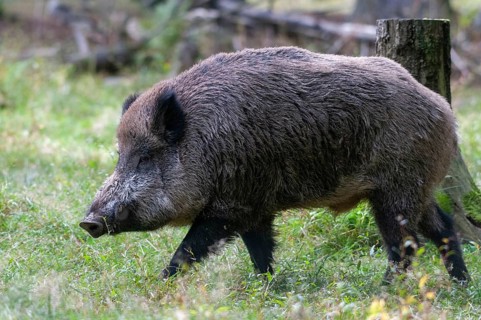 Artiodactyla, even-toed ungulate, cloven-hoofed, wild boar, wild boar, boar, boar, mammals, mammals