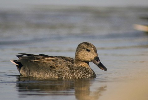 Anas Strepera, Gadwall, Mareca Strepera, Middle Duck, Schnatterente, Anatidae, Birds, Ducks, Ducks,