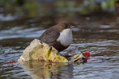 Black bellied dipper (Cinclus cinclus) adult bird perched on litter rubbish in a river, England,