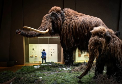 Interior view, mammoth, woolly mammoth exhibit, visitors in front of display case, Stuttgart Museum