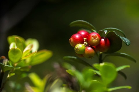 Ericaceae, heather family, lingonberry, vaccinium vitis-idaea, berry, cowberry, flora, lingonberry,