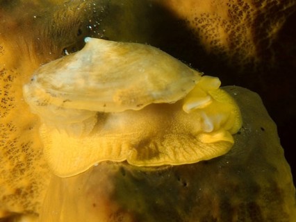 A yellow sea snail, the golden sponge snail (Tylodina perversa), on a golden sponge (Aplysina