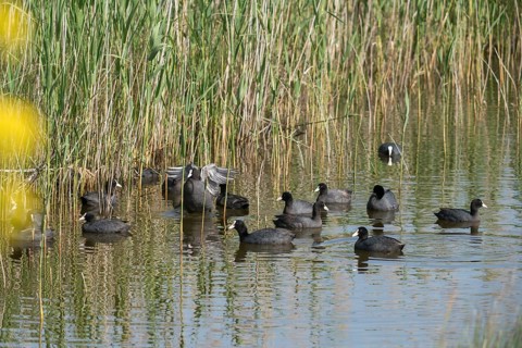 Eurasian Coot Coot, Fulica Atra, Granelli, Italy, Pantano Longarini Lagoon, Pantani Cuba and