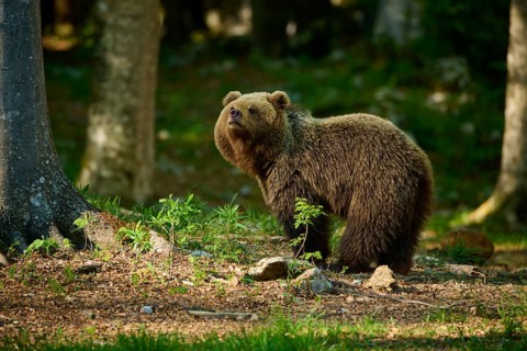 A brown bear stands in the forest in its natural habitat next to a tree, European brown bear (Ursus