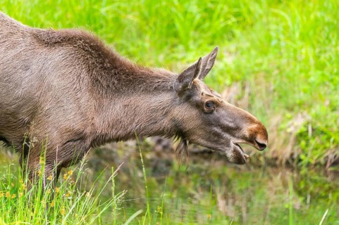 Eurasian elk (Alces alces) standing in a little swamp in early summer, Bavarian Forest, Bavaria,