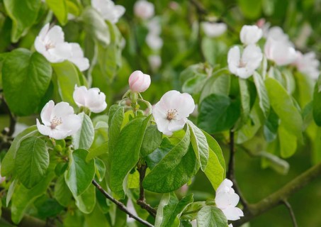Flowering quince tree (Cydonia oblonga), apple quince? North Rhine-Westphalia, Germany