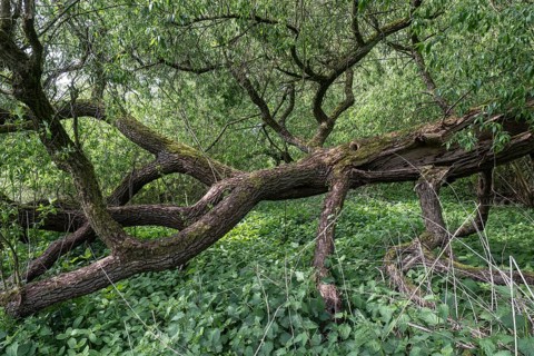 Fallen willow (Salix alba), Emsland, Lower Saxony, Germany