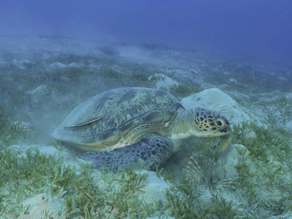 A green turtle (Chelonia mydas) crawls along the grass-covered sandy seabed at the Hausriff dive
