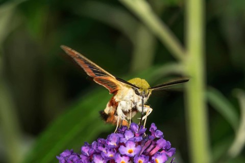 A brightly coloured bumblebee hawk-moth (Hemaris fuciformis) sips nectar from the flowers of a
