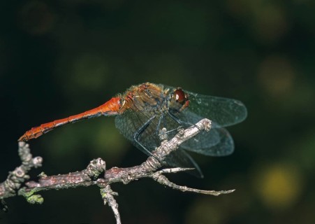 Blood-red bluebell, ruddy darter, sympetrum sanguineum, anisoptera, damselflies, dragonflies,