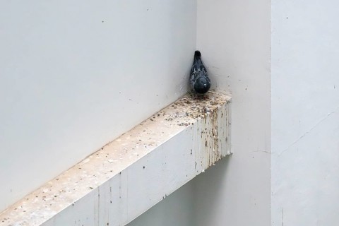 City pigeon sitting in a corner, Pattaya, Thailand