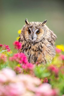 Long-eared owl (Asio otus), or lesser horned owl, sitting in middle of blossoming flowers, captive,