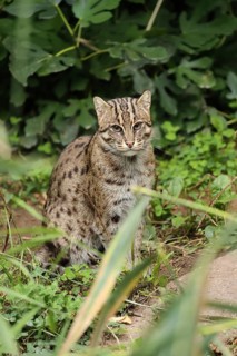 With spotted fur amidst the dense vegetation, looking directly into the camera: fish cat
