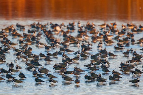 Northern Lapwing (Vanellus vanellus) huge flock, Netherlands