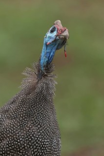 Helmeted Guineafowl (Numida meleagris), Mpumalanga, South Africa