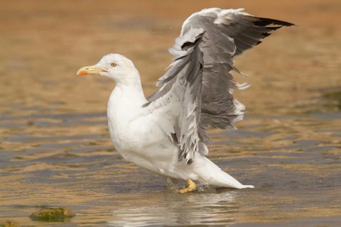Yellow-legged Gull (Larus michahellis), Morocco