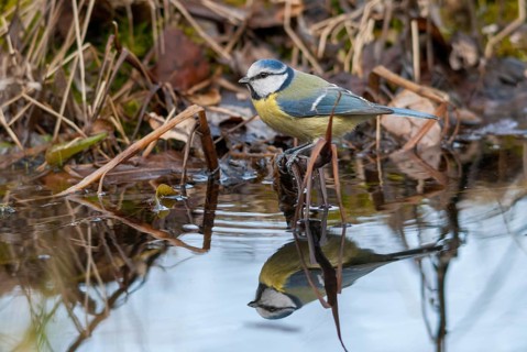 Blue tit, parus caeruleus, bath, bird bath, birds, garden, tits, passeri, songbirds, songbirds,