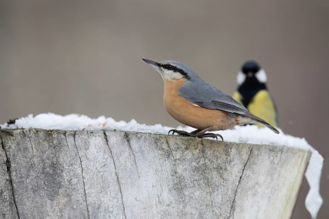 Common nuthatch in a winter park
