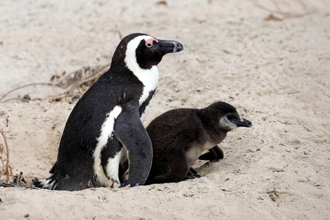 African penguin (Spheniscus demersus), adult, juvenile, chick, nest, beach, Boulders Beach,
