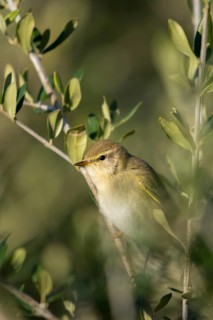 Wild Warbler, Granelli, Italy, Pantani Cuba and Longarini, Phylloscopus Trochilus, Willow Warbler,