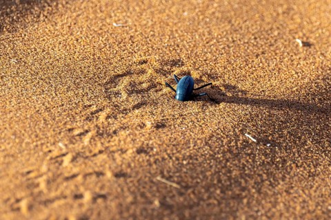 Fog drinking beetle (Onymacris unguicularis), Toktokkie beetle burying itself in the sand, Namib