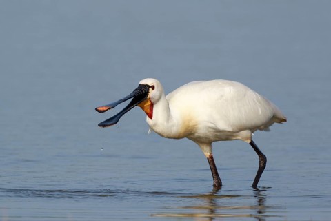 Eurasian Spoonbill (Platalea leucorodia) foraging in shallow water, Netherlands