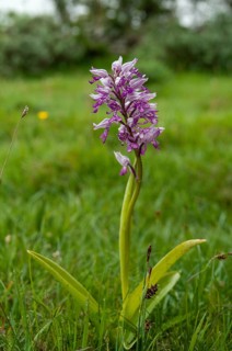 Helmet herb, orchids, orchids, orchids, orchids, Orchis militaris, Sweden, flora, high size,