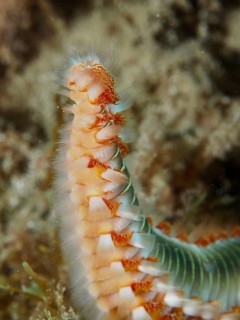 Close-up of a segmented fireworm with clearly visible bristles, fire bristle worm (Hermodice