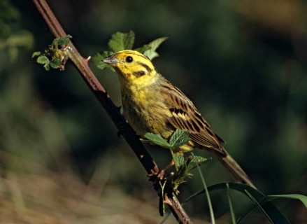 Emberiza citrinella, goldammer, yellowhammer, birds, male, passeri, songbirds, birds