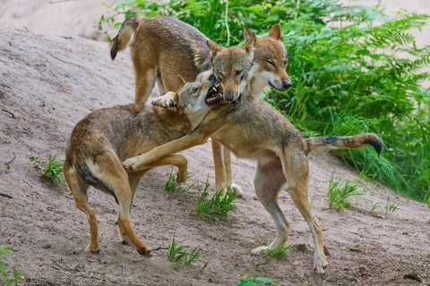 Two wolves playfully wrestling on a hilly forest path, summer, wolf (Canis lupus), Germany