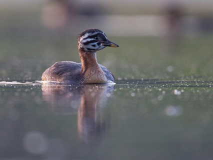 Red-necked Grebe (Podiceps grisegena) chick, Mecklenburg-Western Pomerania, Germany