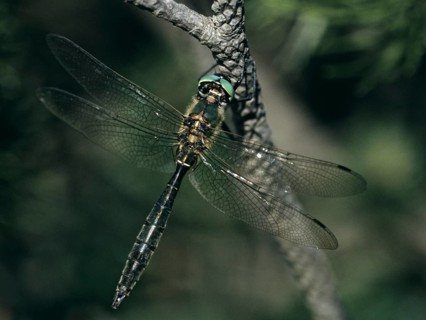 Alpine emerald dragonfly, alpine emerald, somatochlora alpestris, anisoptera, damselflies,