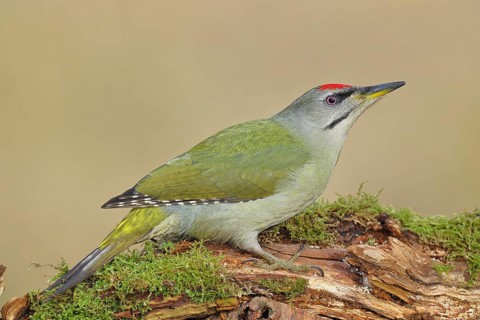 Grey-headed Woodpecker (Picus canus), a male perched on a tree stump covered in moss and lichen