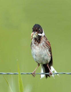 A young male reed bunting (Emberiza schoeniclus) with food, perched on a wire, Lake Dümmer, Germany