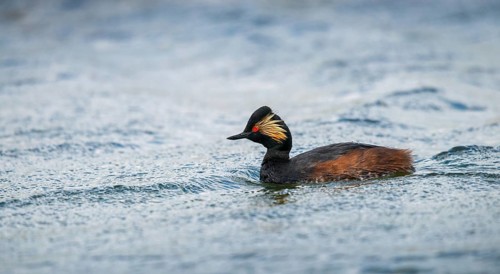 Black-necked grebe, podiceps nigricollis, black-necked grebes, grebes, podicipedidae, divers,